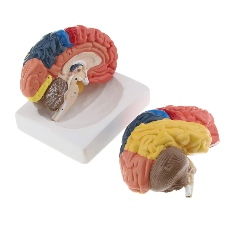 ขนาดชีวิตกายวิภาคของมนุษย์รุ่น - Medical Lab Supplies บทวิจารณ์และราคา
