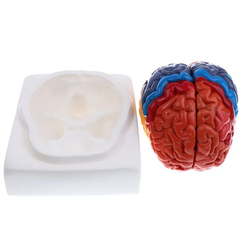 ขนาดชีวิตกายวิภาคของมนุษย์รุ่น - Medical Lab Supplies บทวิจารณ์และราคา